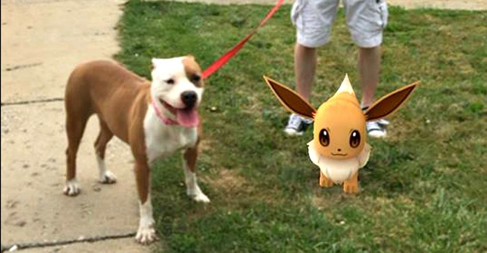 How Pokemon Go is helping this shelter get its dogs walked.