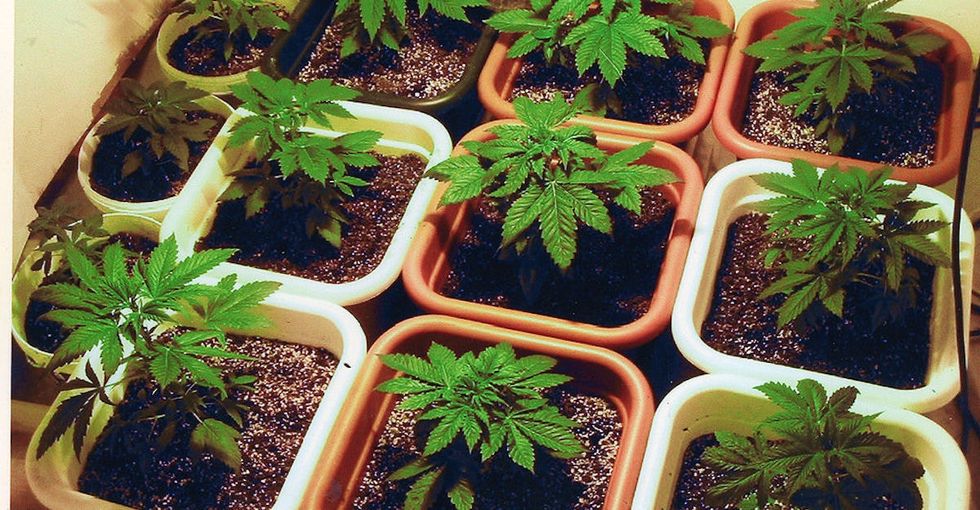 The DEA just wrote a letter to Congress about marijuana. It's a big deal.