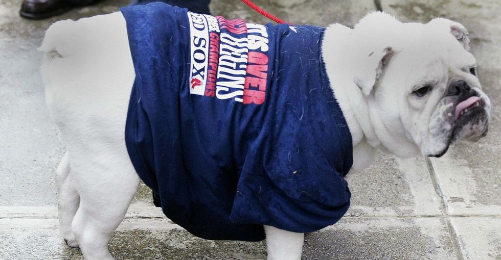 A pet store chain wants to set up shop in Boston. Boston isn't having it.