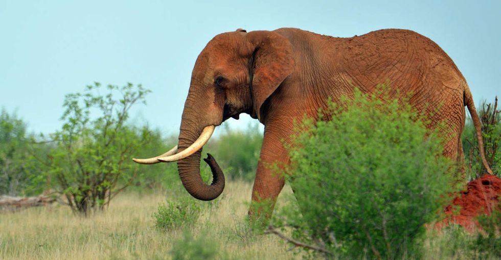 Conservationists in Africa came up with a genius way to save elephants: move them.