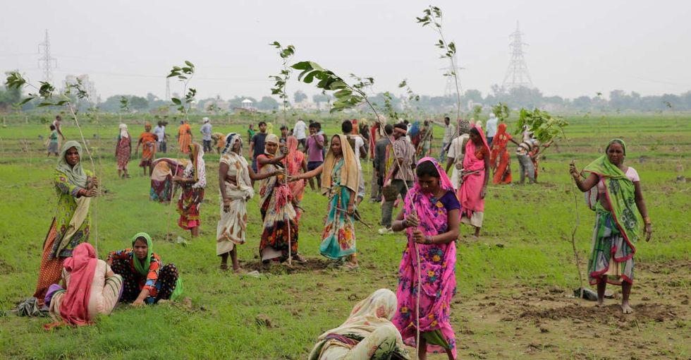 India just planted 50 million trees to take on climate change.