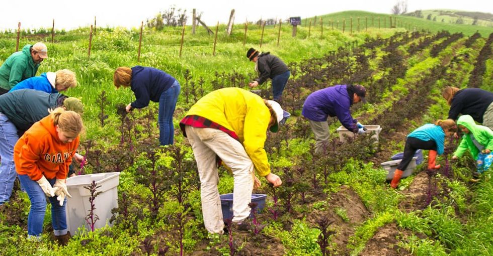 CropMobster is the solution to food waste every community should try.