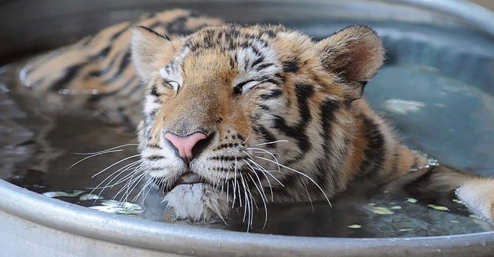 These 8 incredible photos show a rescued tiger cub's journey back to health.