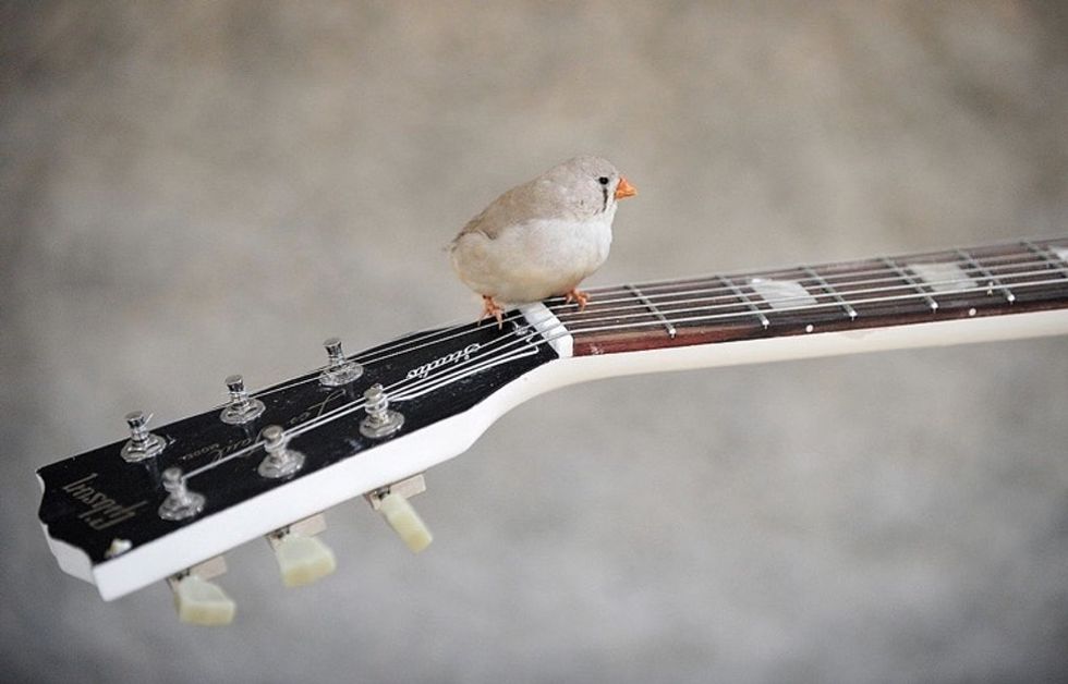 Incredibly, zebra finches have started warning their babies about global warming.