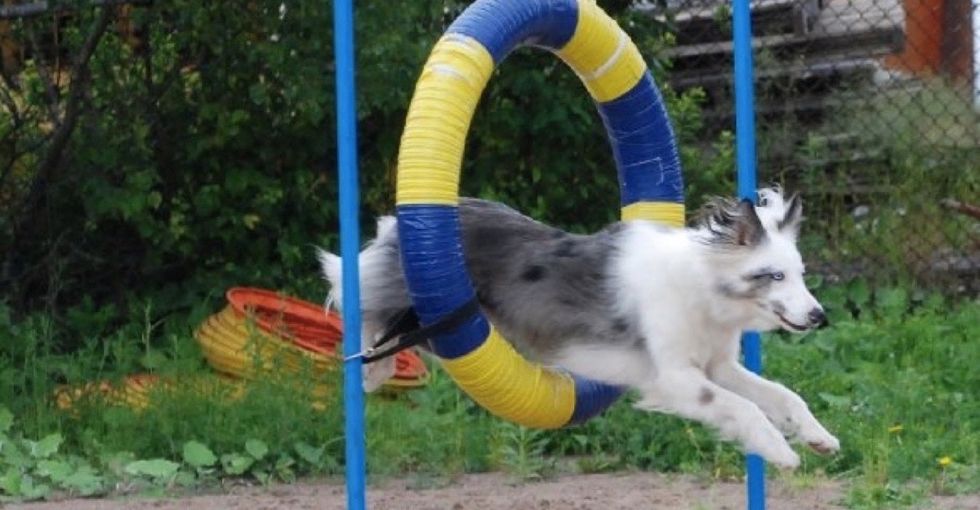 How a deaf dog became an agility champ with a little love and a lot of creativity.