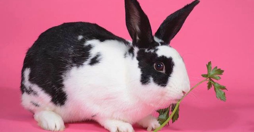 5 things you should know before getting a pet rabbit this Easter.