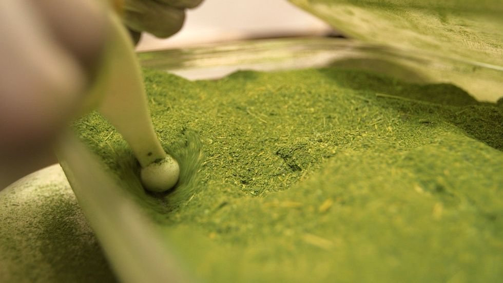 Moringa is known as 'The Miracle Tree,' and its powers are spreading worldwide.