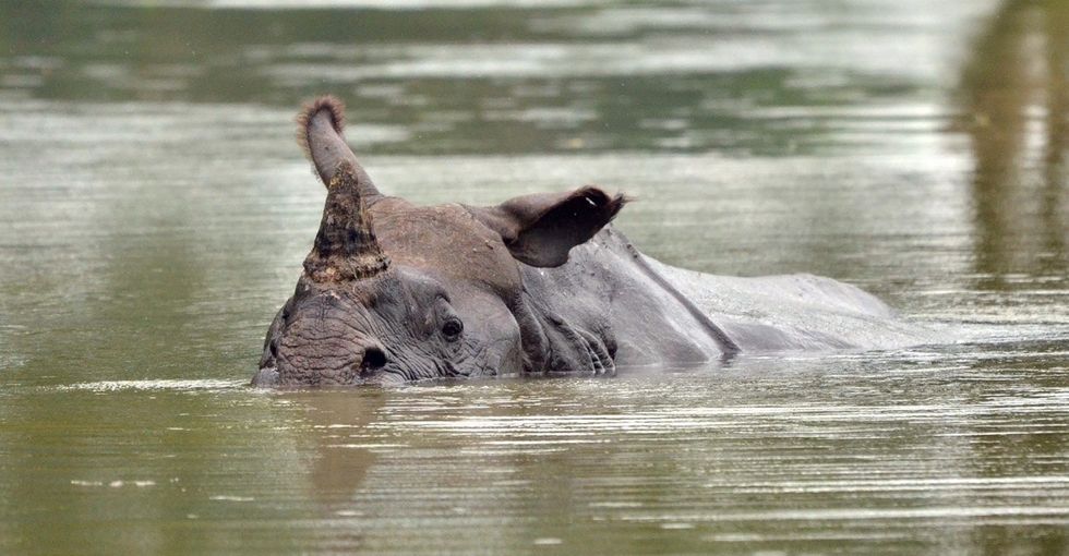 6 adorable baby rhinos were rescued from flood waters. The pictures are amazing.