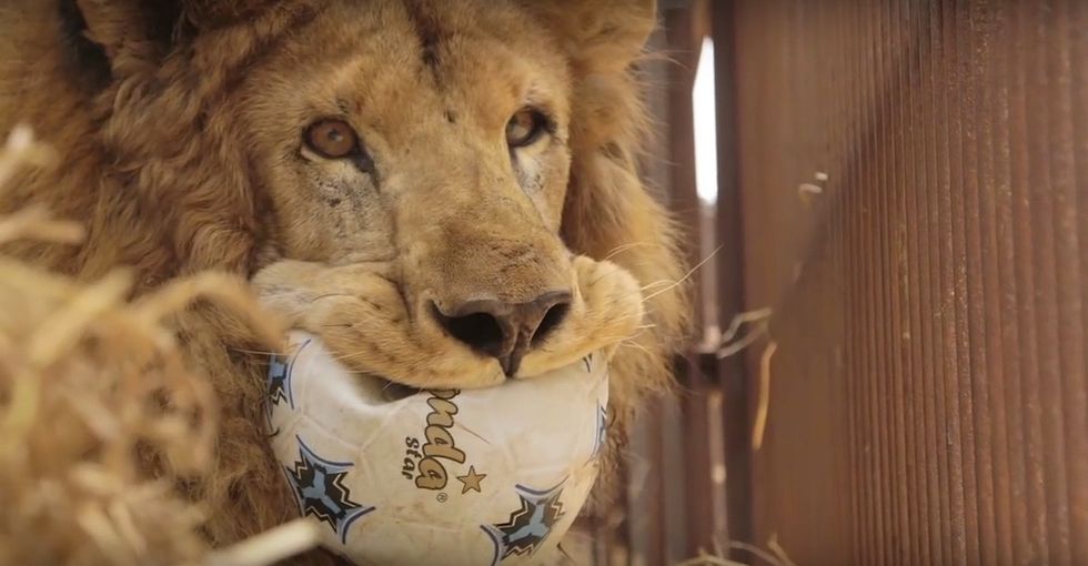 The biggest circus lion rescue of its kind just happened, and it was epic.