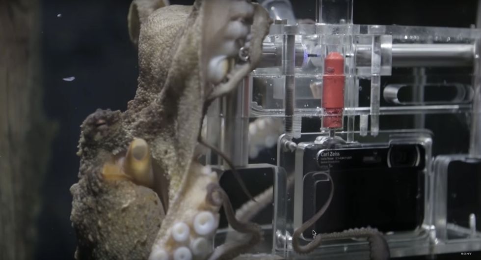Scientists gave a camera to an octopus, and she only needed 3 tries to learn to use it.