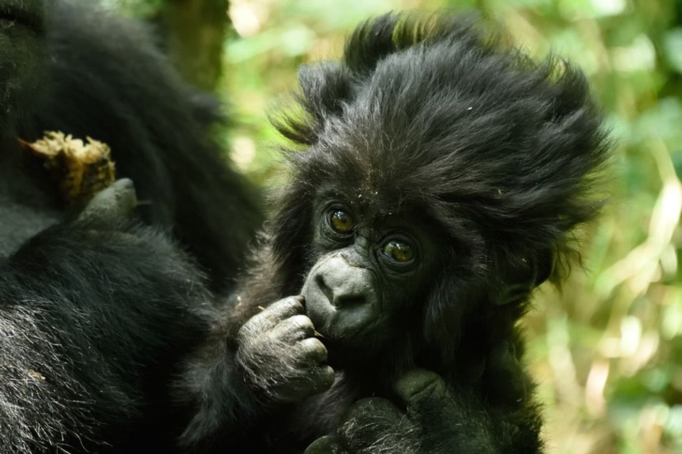 See photos of adorable baby gorillas named in a ceremony created to save their species.