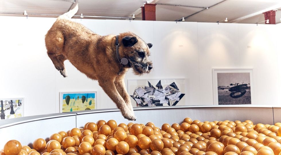 The artist behind the first art exhibit for dogs just wanted everyone to have fun.