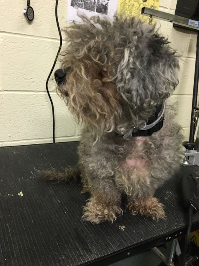 These Shelter Dogs Were Completely Transformed After A Simple Grooming Upworthy These Shelter Dogs Were Completely Transformed After A Simple Grooming Upworthy