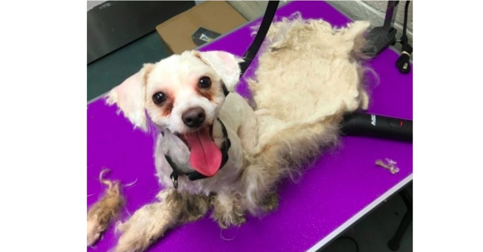 These shelter dogs were completely transformed after a simple grooming.