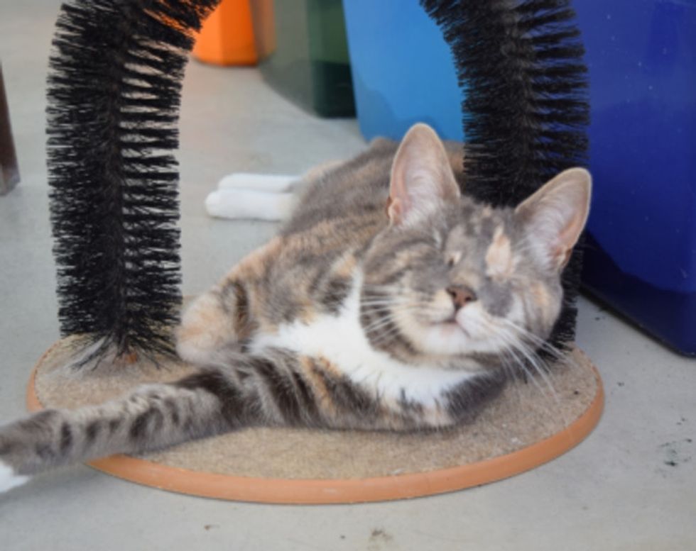 Here's why you need to take a tour of this blind cat sanctuary.