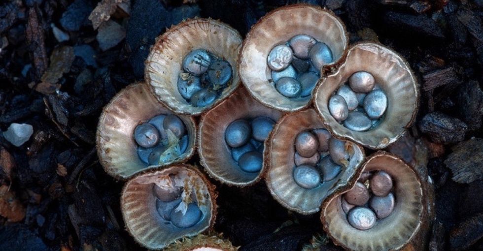 18 fabulous fungi photos that call into question everything you know about nature.