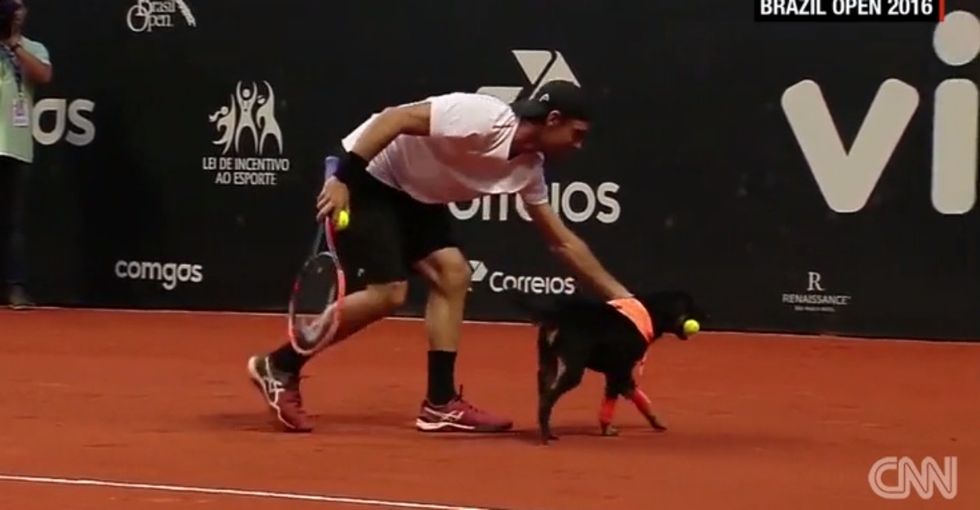 These shelter dogs were 'ball boys' at the Brazil Open and stole the show.