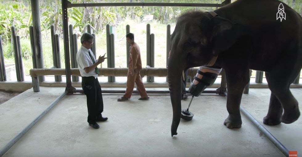 This heartwarming video shows an elephant's journey after stepping on a land mine.