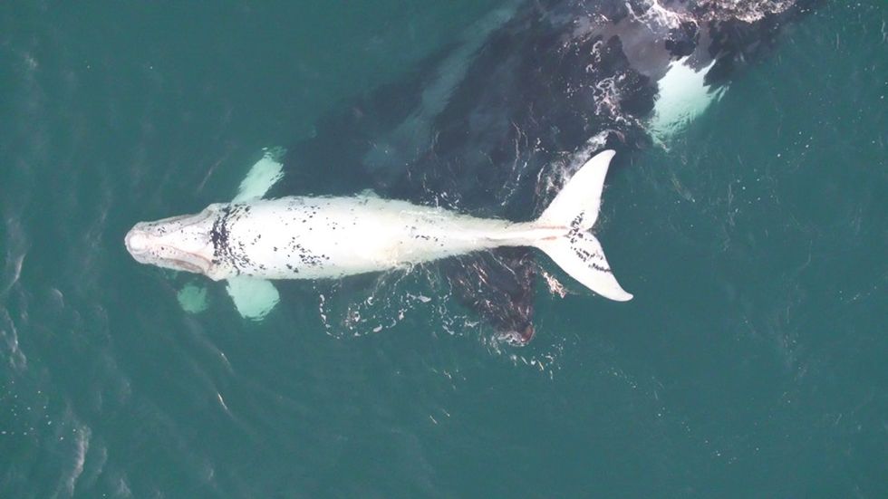 Southern right whales are having a baby boom — and a rare white calf was caught on camera.