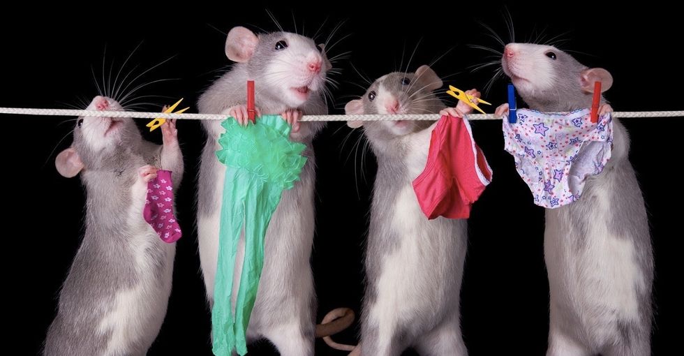 The 'Nobel Prizes' of weirdness were just announced. The winners are hilarious.