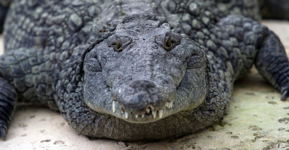 People keep finding weird crocs in Florida. Now we know what they are: Nile crocodiles.