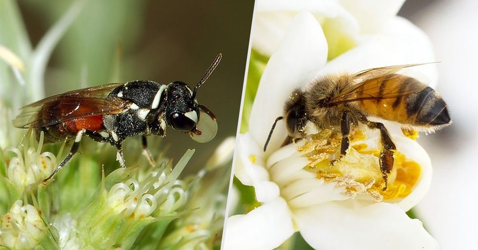 3 reasons to not panic about those endangered bees, and 3 things to do instead.
