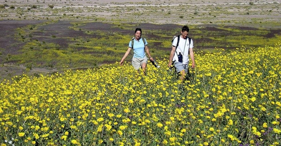 Cheer someone up today with these 14 joyful pictures of Death Valley's superbloom.