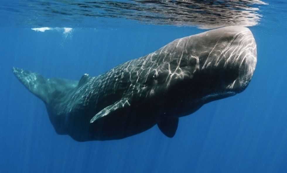 The fascinating way whales experience grief. - Upworthy