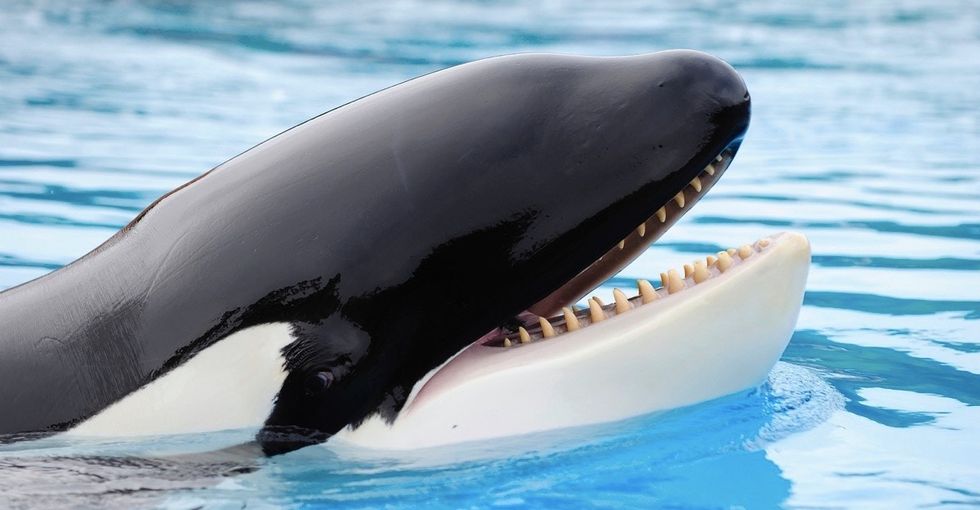 The fascinating way whales experience grief.