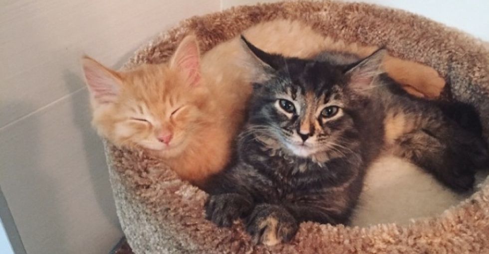 11 adorable photos that prove kitty sibling bonding is a very real thing.
