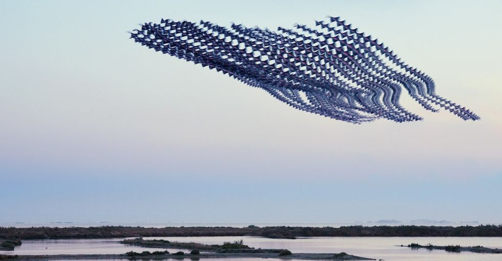 If you forgot that birds can fly and it's awesome, these photos will remind you.