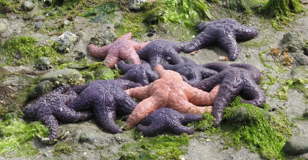 Oodles of orange and purple starfish have appeared. And that might be worth celebrating.