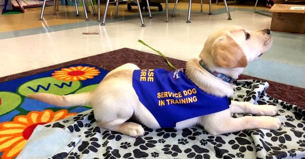 The brilliant reason this dog trainer is having school teachers train service dogs.