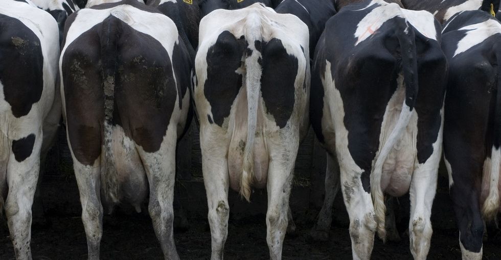 Admit it, you're curious: This is how cow poop becomes energy.