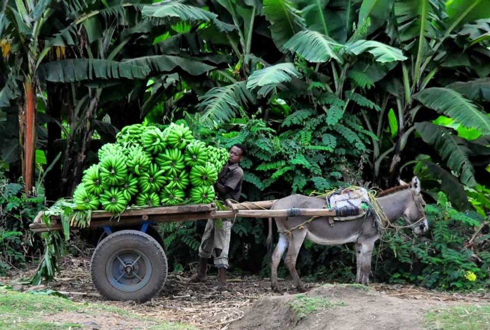 Climate change could change what we eat. It’s already happening in Africa.