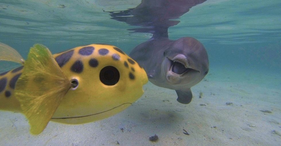 Cute robots are helping us secretly record animal behavior like never before.