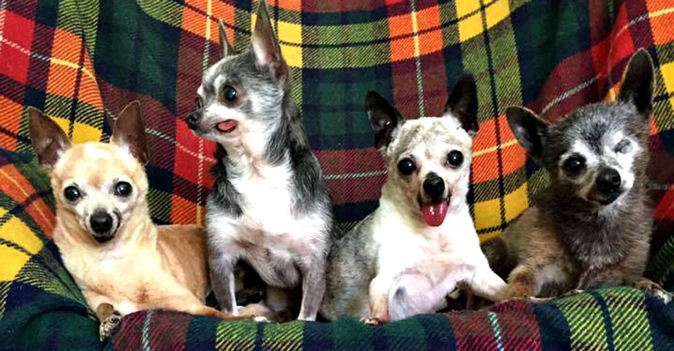 This gang of Chihuahuas is why older dogs deserve all the love in the world.