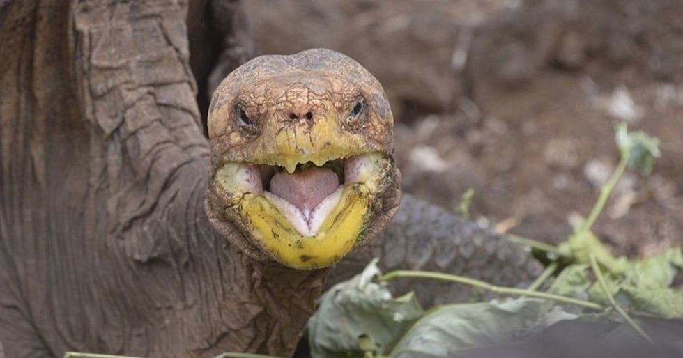 When his species was on the brink, one tortoise got busy.