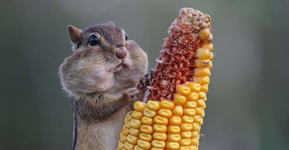 A contest was held to find this year's funniest animal photo. Here are 15 of the best.