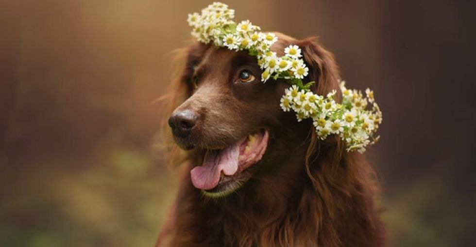 17 stunning photos inspired by one woman's infinite love for her pup.
