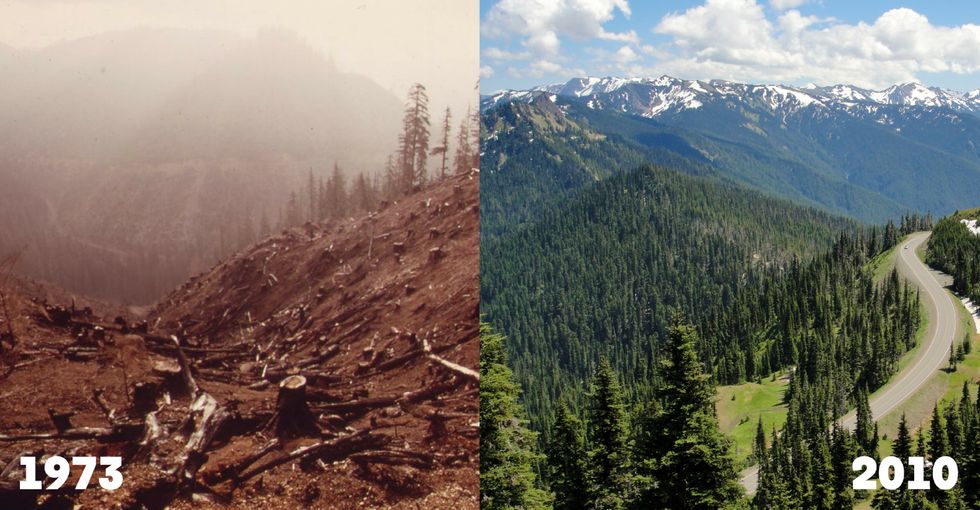 32 years separate this before and after of a beautiful Washington ...