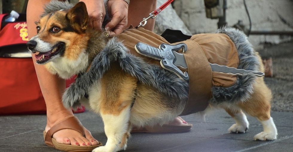 These happy dogs in costumes have a word of advice for their humans this Halloween.