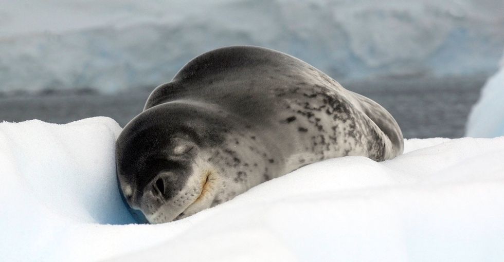13 stunning photos of animals now protected by the world's largest marine reserve.