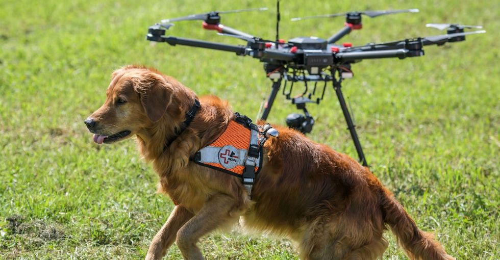 How dogs and drones are slashing rescue times in thewake of natural disaster.