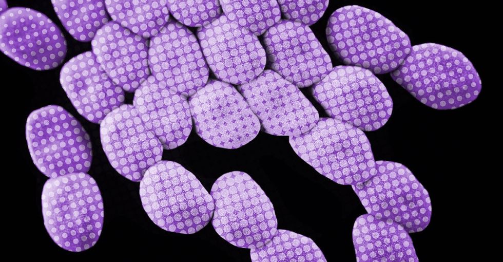 Antibiotics just got a sneaky new ally in the fight against superbugs.