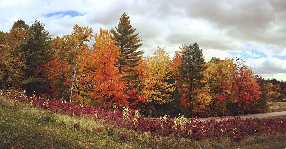 We're putting this forest on fast-forward to learn what Earth will feel like in 100 years.
