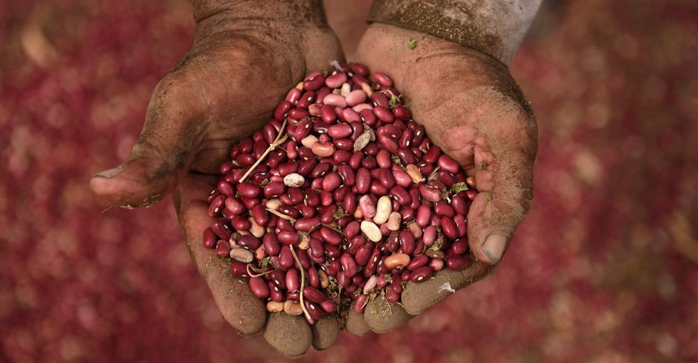 16 reasons beans may be the food of the future.