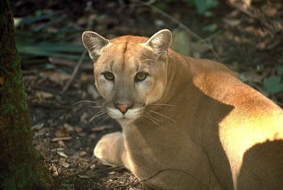 These 14 photos of beautiful American wildlife remind us why we need to protect them.