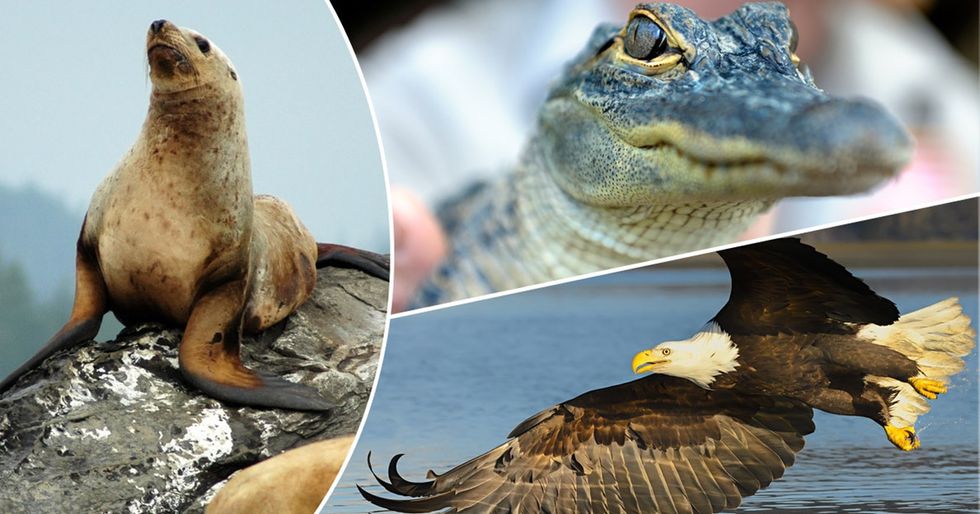 Animal success stories that will make you call your senator to protect endangered species.