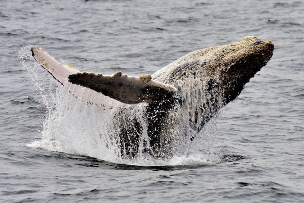 Scientists are weighing in on why a whale is living in NYC's Hudson River.